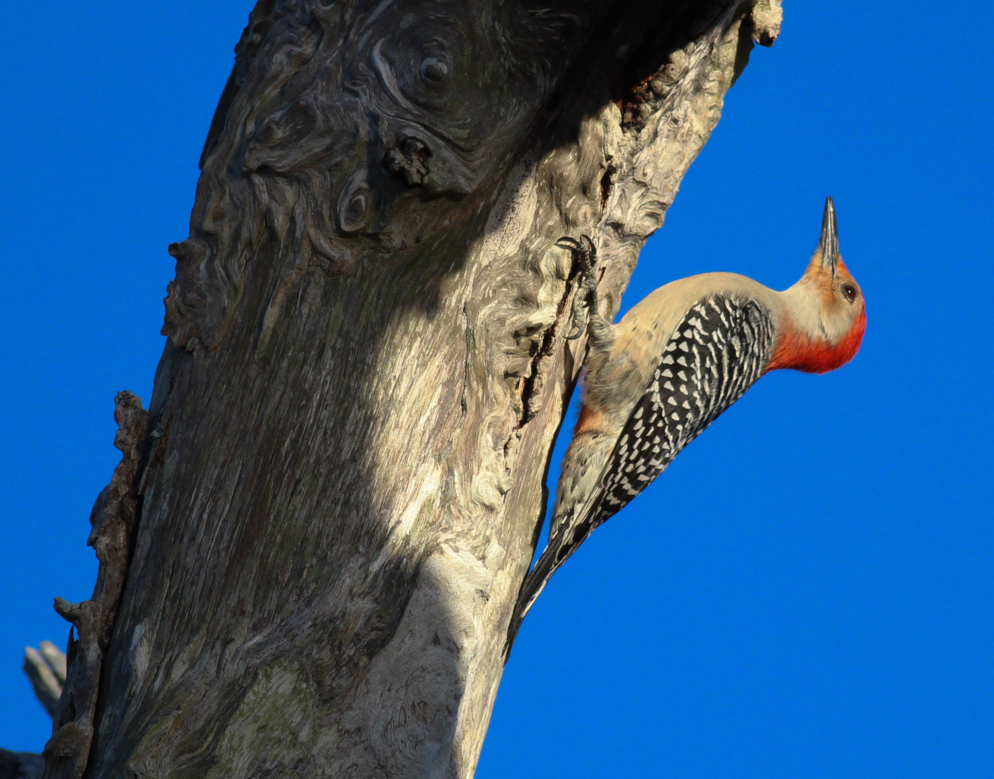 Canon EOS 600D (Rebel EOS T3i / EOS Kiss X5) + Canon EF 400mm F5.6L USM sample photo. Red-bellied woodpecker  photography