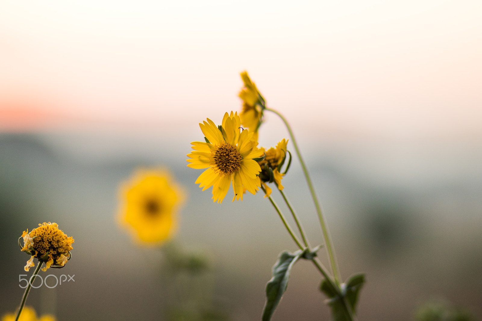 Canon EOS 80D + Canon EF 85mm F1.8 USM sample photo. Flower photography