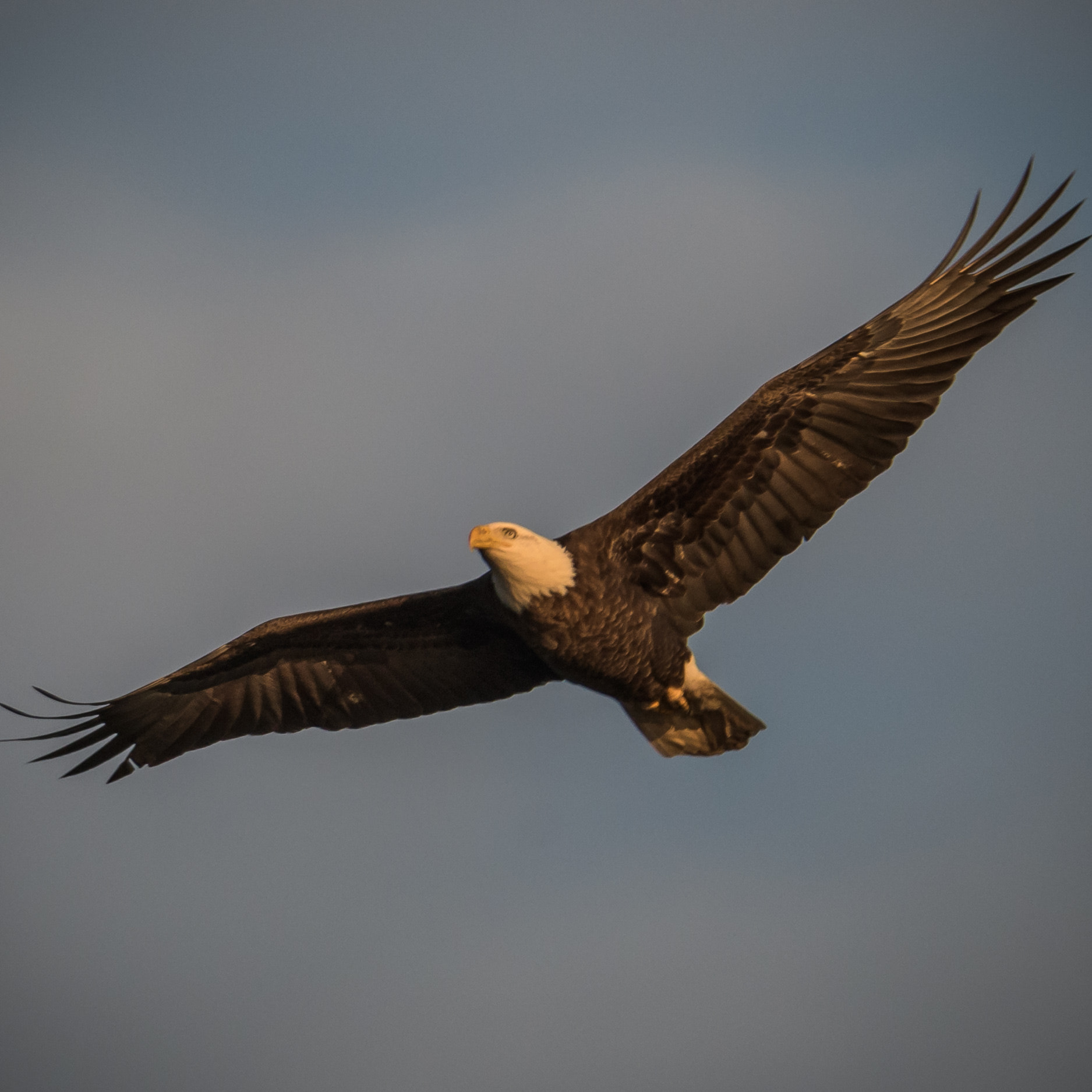 Nikon D500 + Sigma 50mm F2.8 EX DG Macro sample photo. Soaring eagle photography