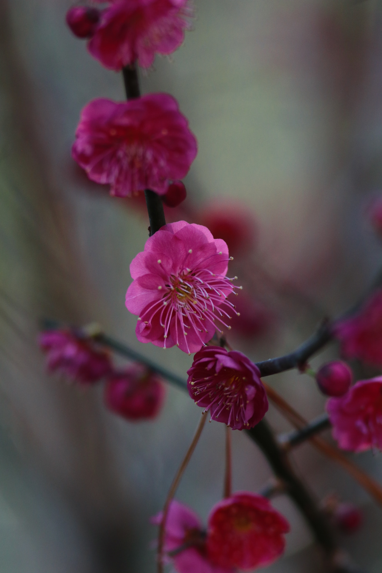 Canon EOS 80D + Canon EF 300mm F4L IS USM sample photo