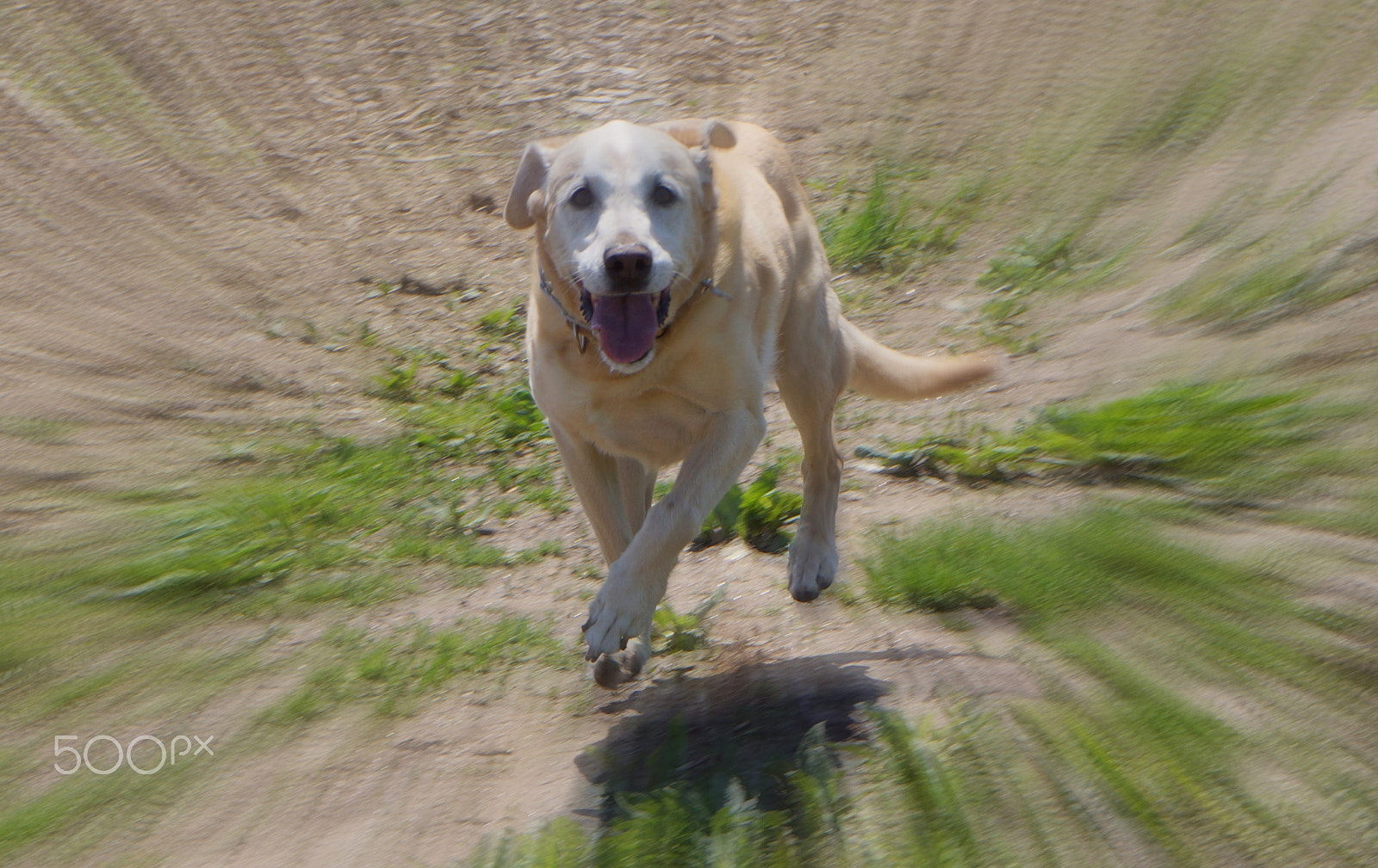 Sony E 18-55mm F3.5-5.6 OSS sample photo. It's good to be a dog photography
