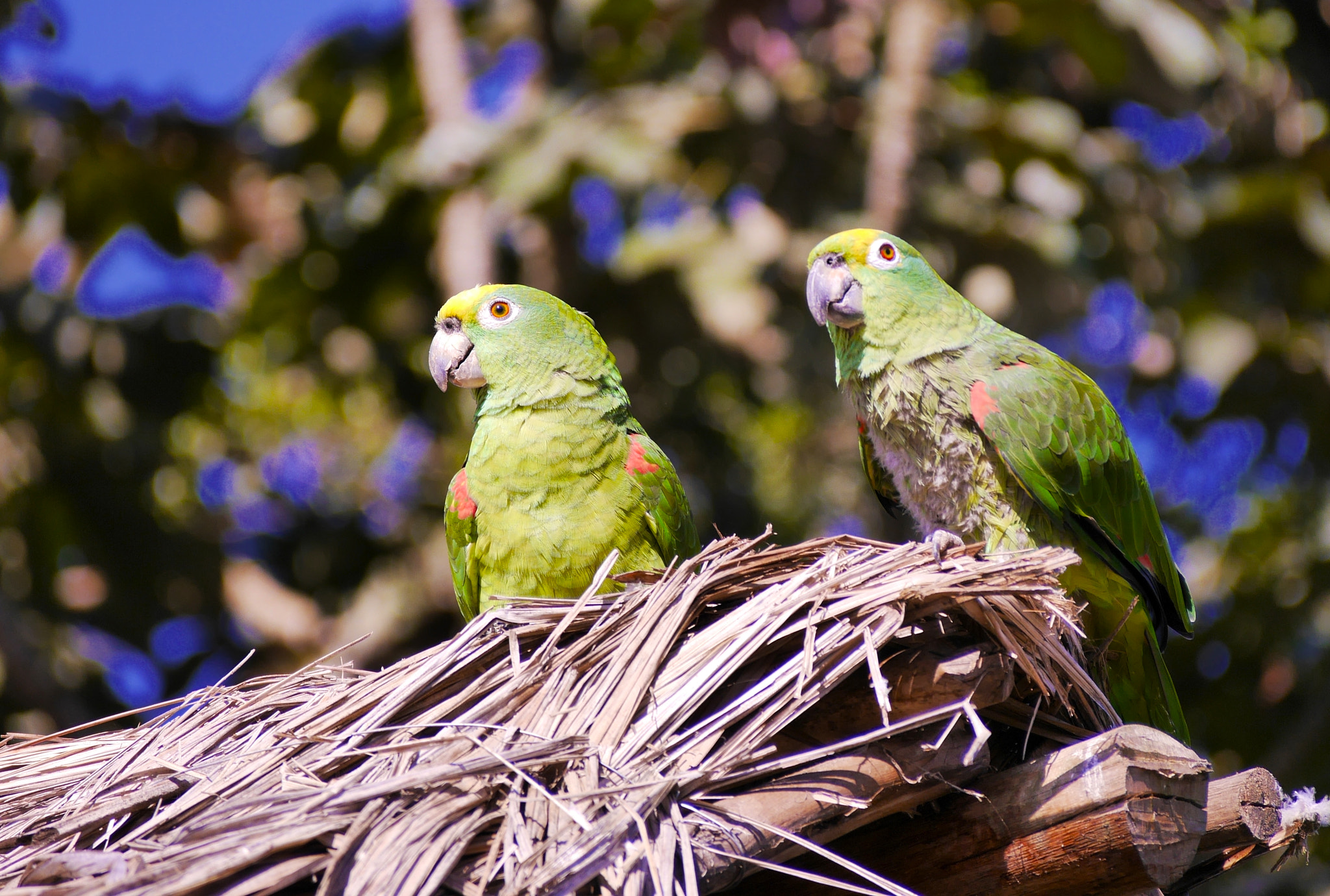 Panasonic Lumix DMC-G6 sample photo. Loros photography