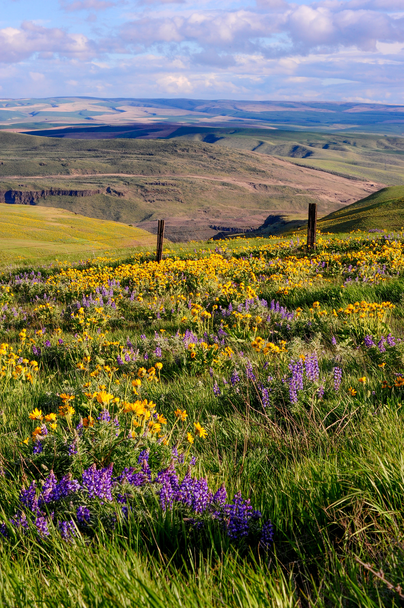 Nikon AF-Nikkor 80-200mm F2.8D ED sample photo. Lupines photography