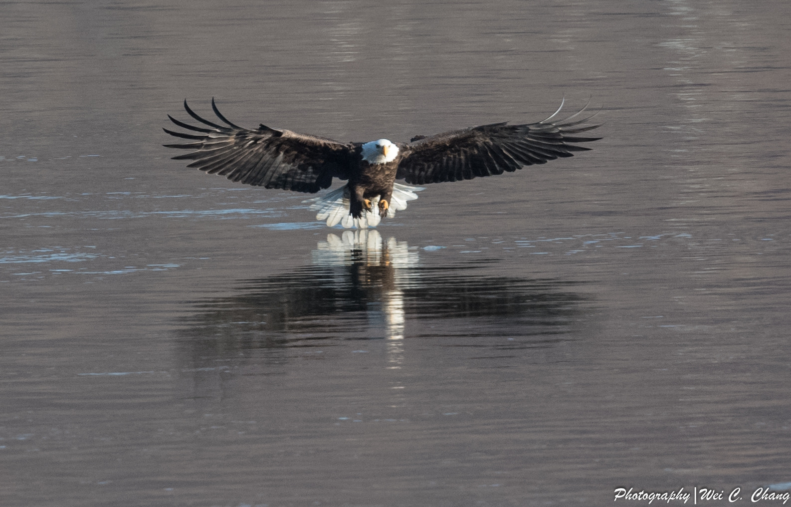Nikon AF-S Nikkor 500mm F4E FL ED VR sample photo. Bald eagle photography