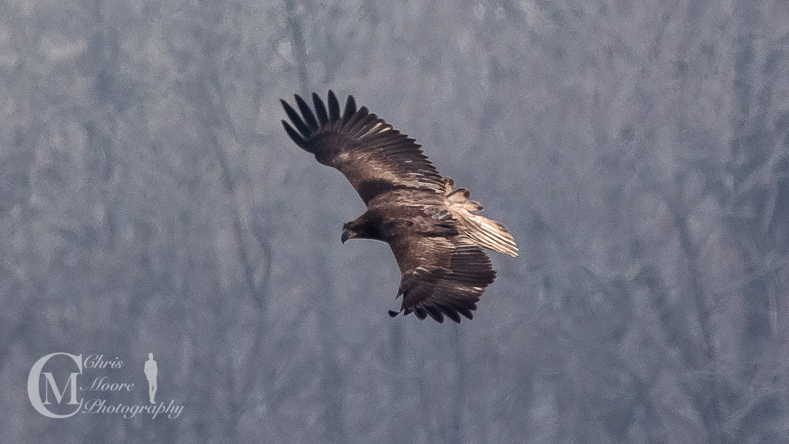 Panasonic Lumix DMC-GH4 sample photo. Eagles at play photography