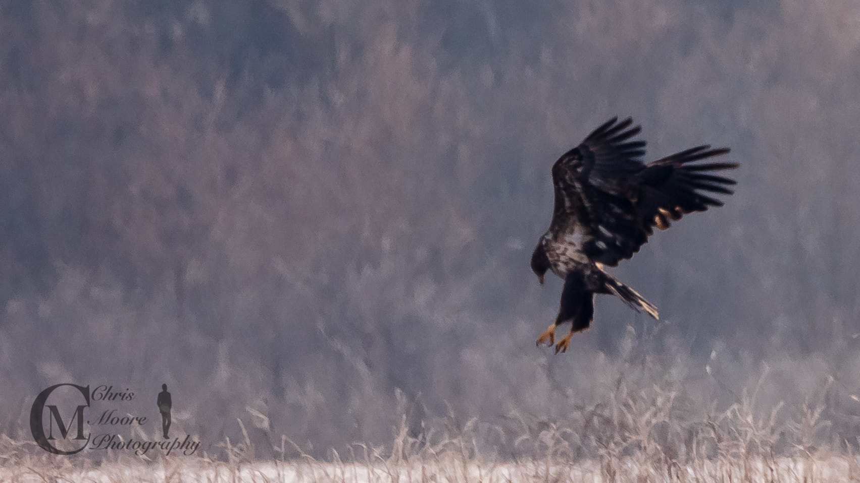 Panasonic Lumix DMC-GH4 sample photo. Eagles at play photography