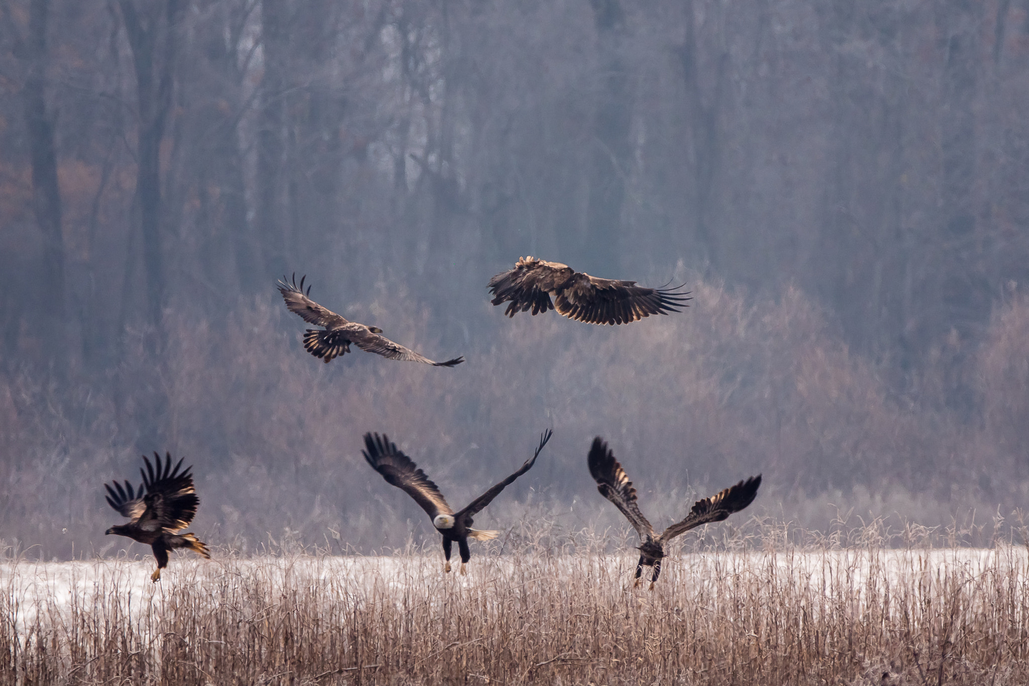 Panasonic Lumix DMC-GH4 sample photo. Eagles at play photography