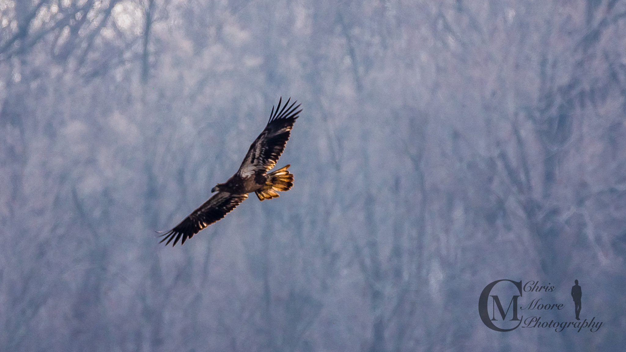 Panasonic Lumix DMC-GH4 sample photo. Eagles at play photography