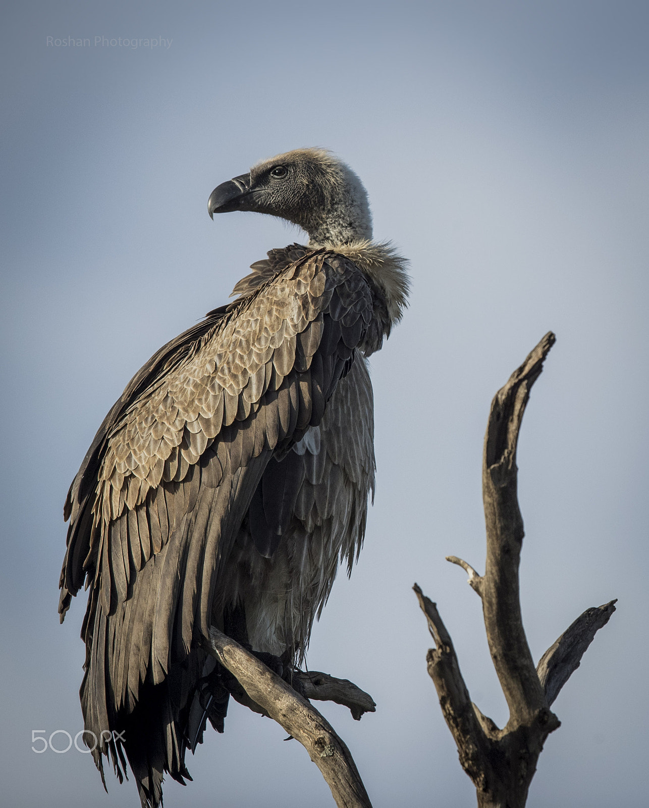 Canon EF 600mm F4L IS II USM sample photo. African vulture :) photography