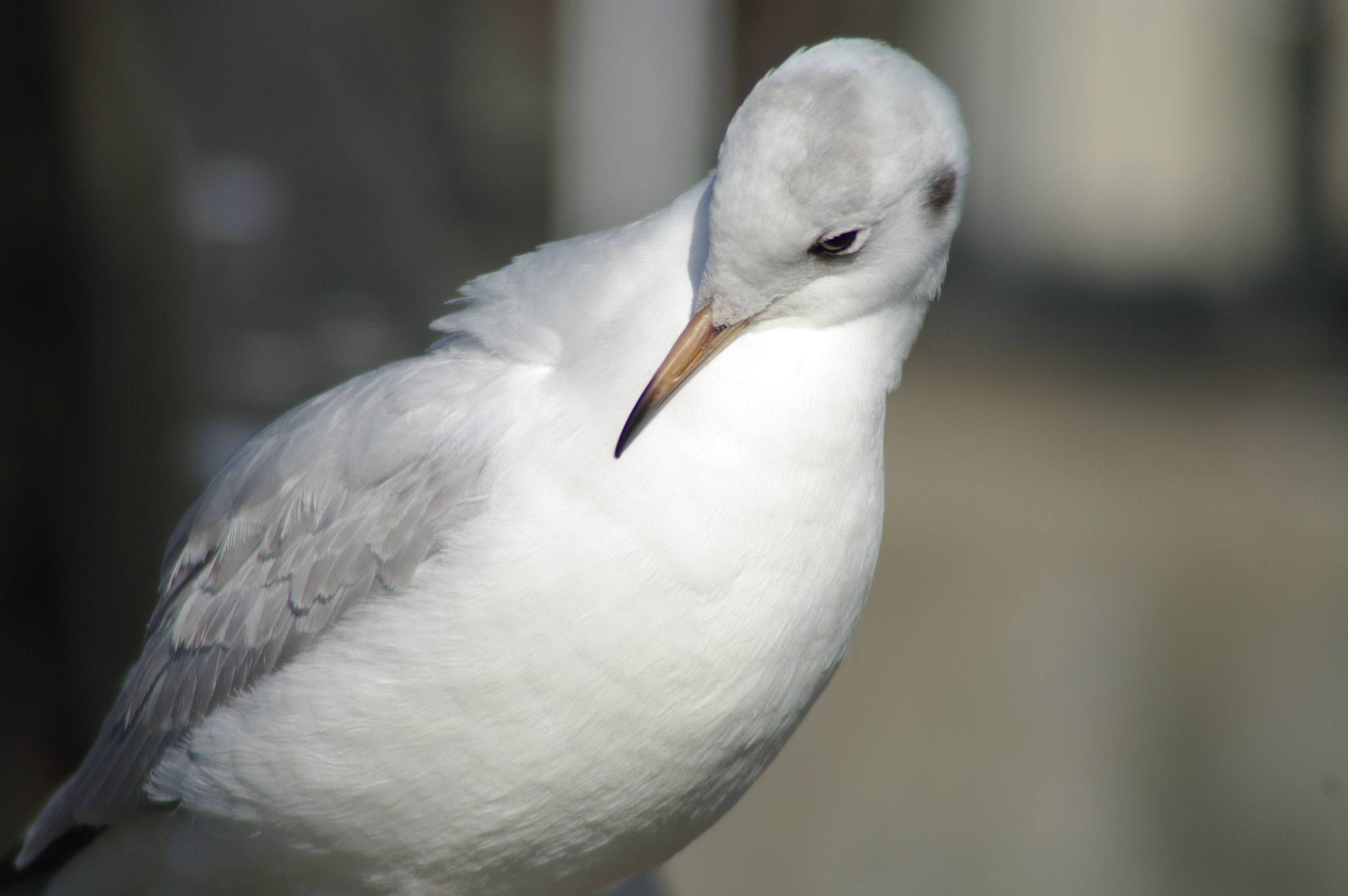Pentax K20D sample photo. Seagull photography
