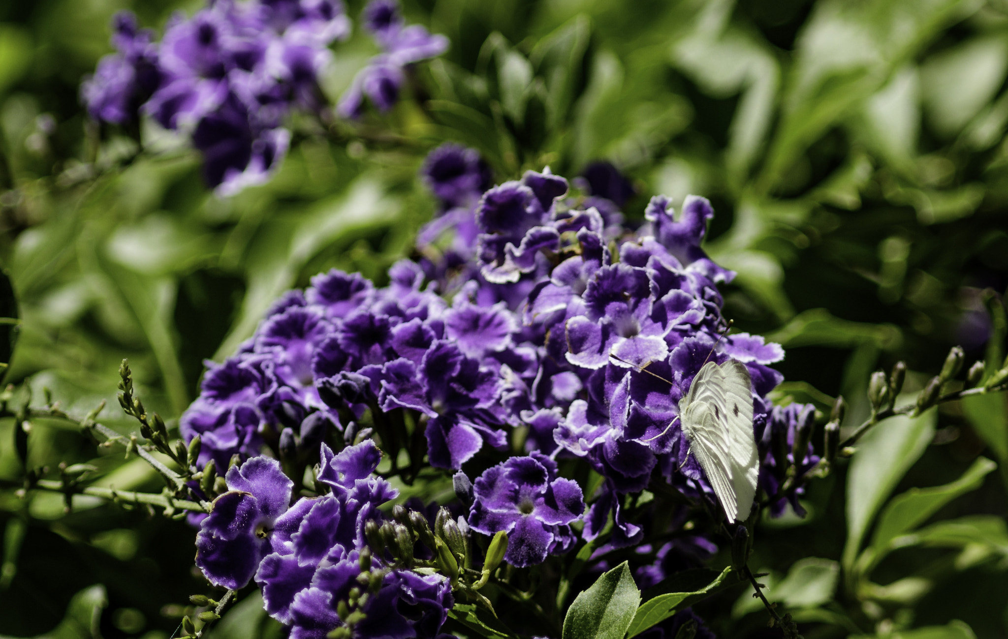 Canon EF 300mm F4L IS USM sample photo. White butterfly on purple flower photography