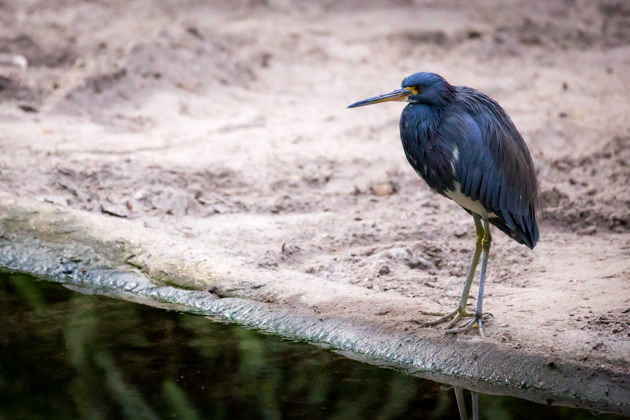 Canon EOS 6D + Canon EF 70-200mm F2.8L IS II USM sample photo. St. augustine alligator farm photography