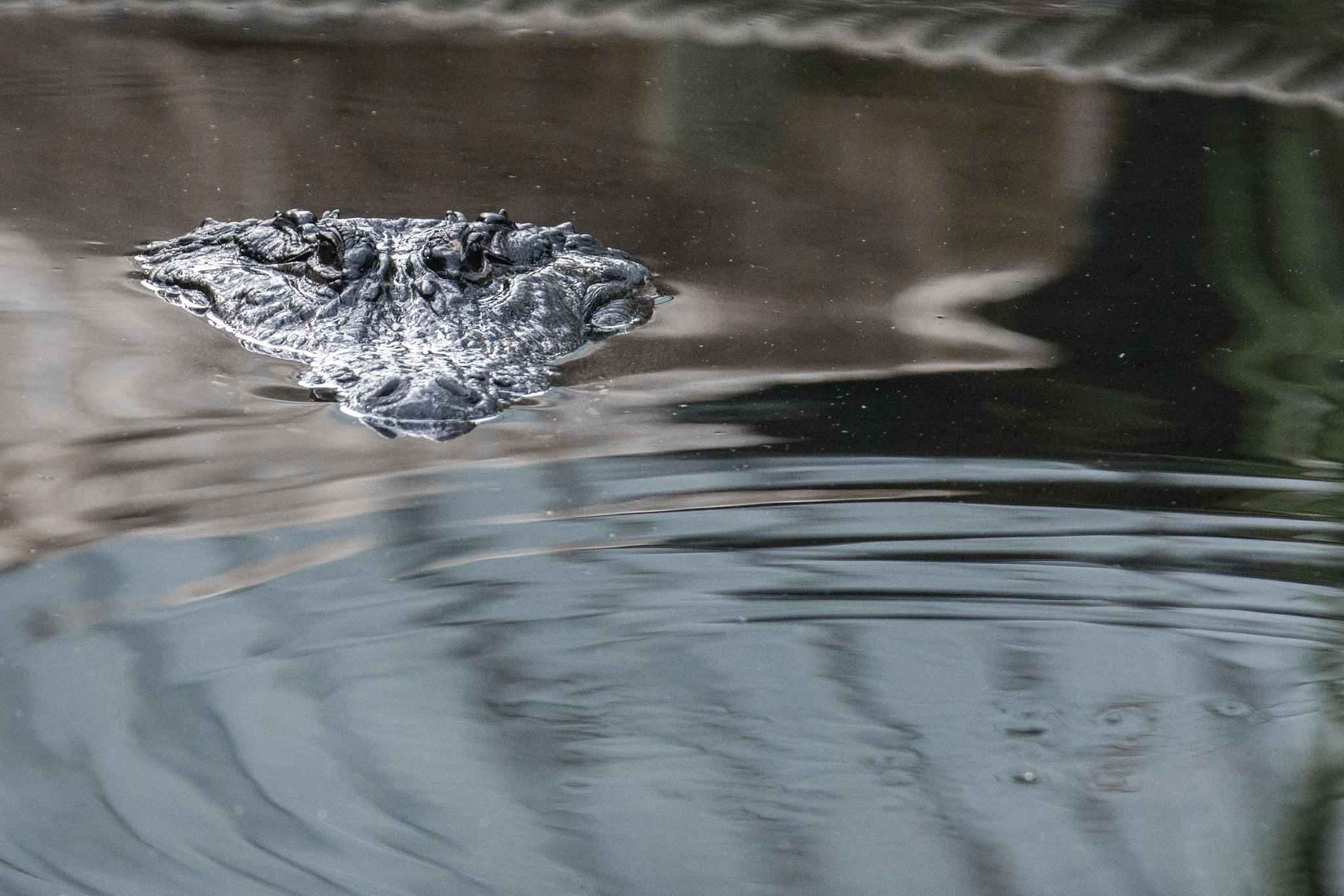 Canon EOS 6D + Canon EF 70-200mm F2.8L IS II USM sample photo. St. augustine alligator farm photography