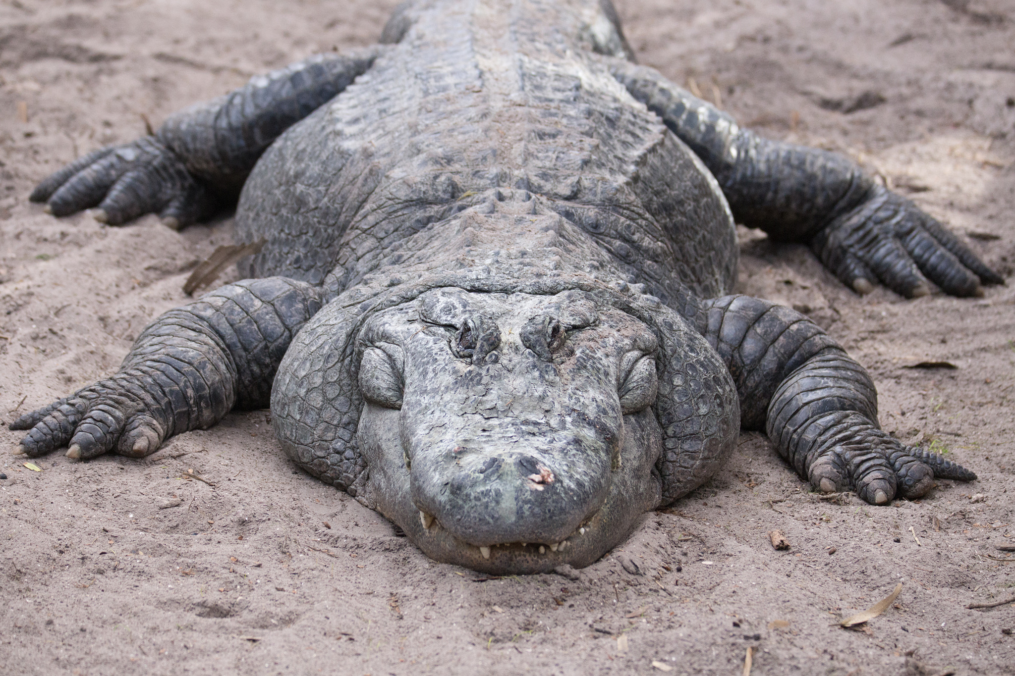 Canon EF 70-200mm F2.8L IS II USM sample photo. St. augustine alligator farm photography