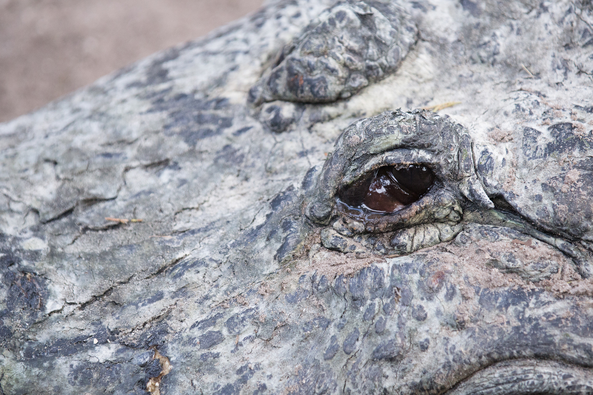 Canon EOS 6D + Canon EF 70-200mm F2.8L IS II USM sample photo. St. augustine alligator farm photography