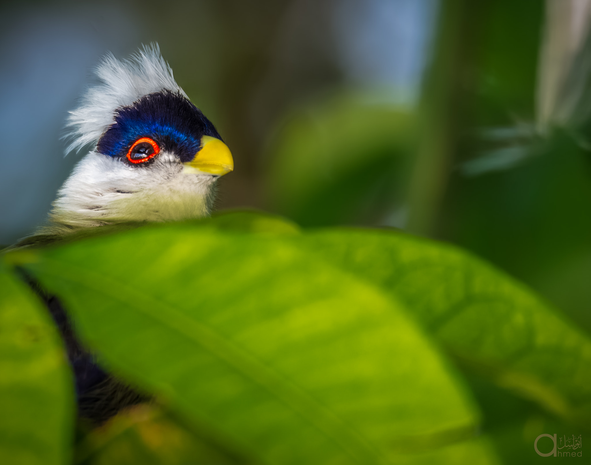 Sigma 150-600mm F5-6.3 DG OS HSM | S sample photo