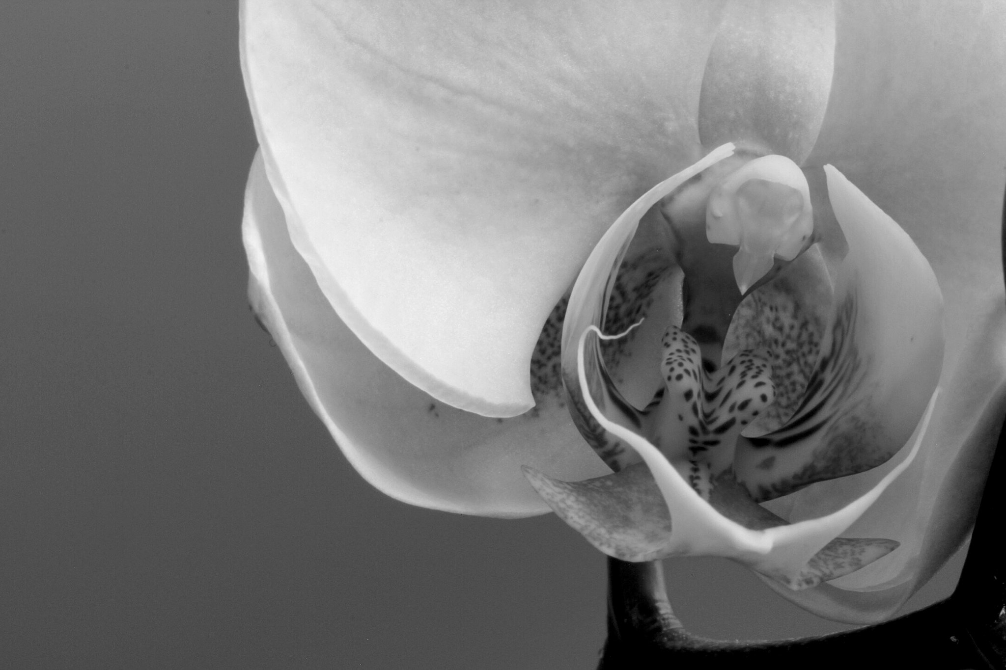 Canon EF-S 60mm F2.8 Macro USM sample photo. Phalenopsis macro bnw photography