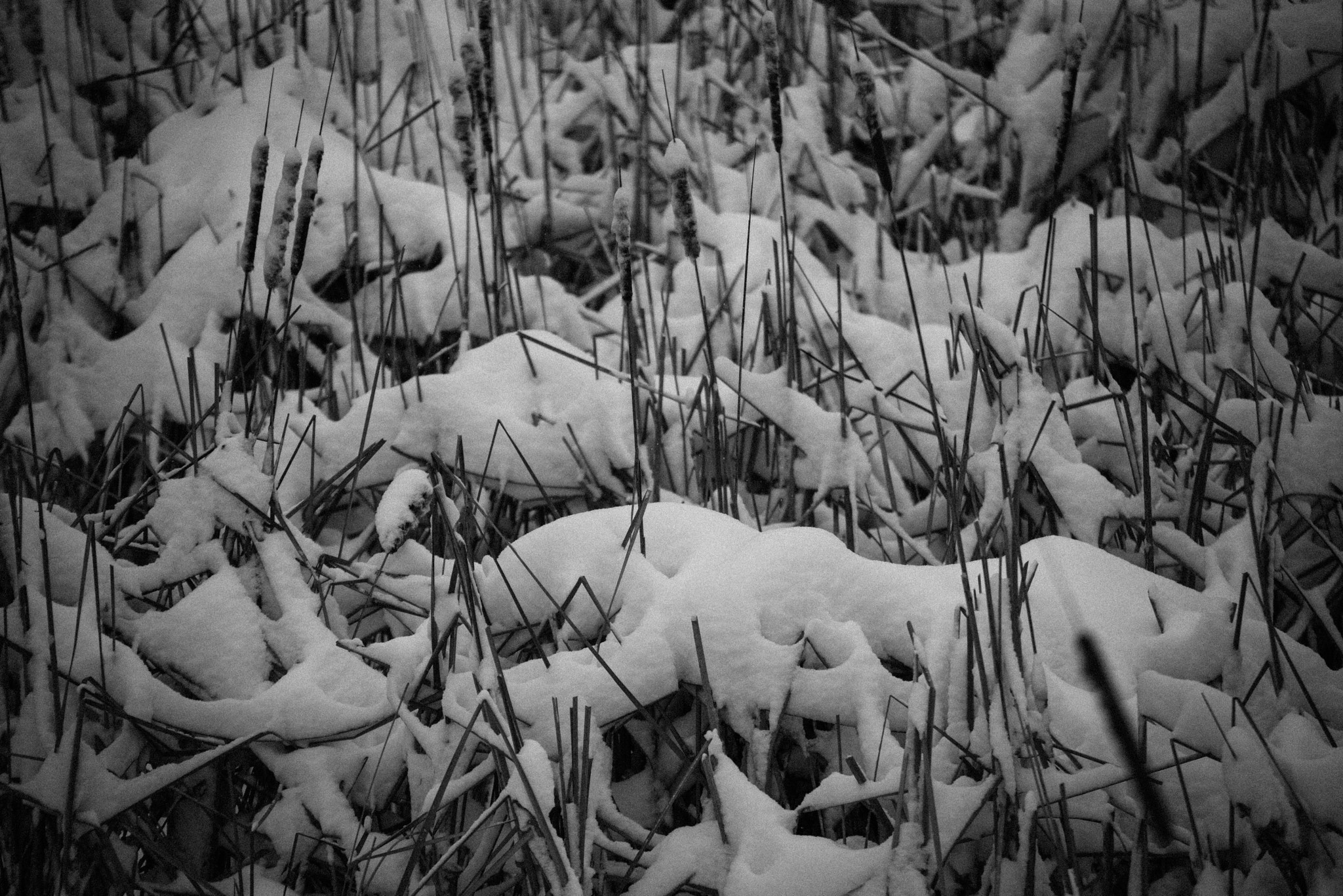 Tamron SP 35mm F1.8 Di VC USD sample photo. Reeds and snow photography