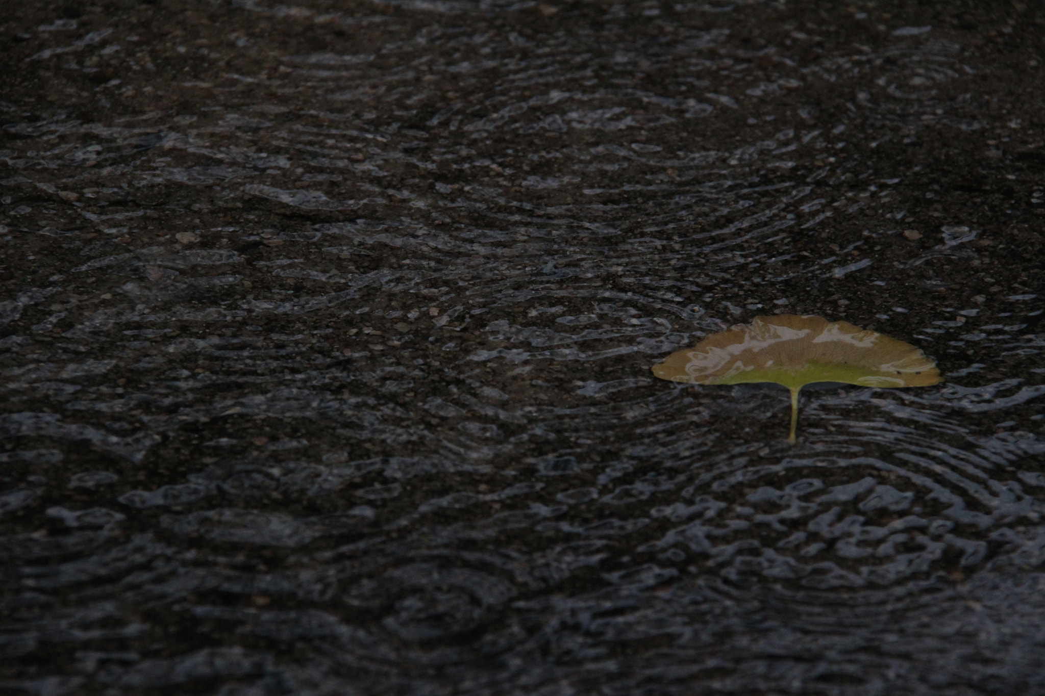 Canon EF-S 18-200mm F3.5-5.6 IS sample photo. 비오는날````은행잎이  외로워  보이네``` photography