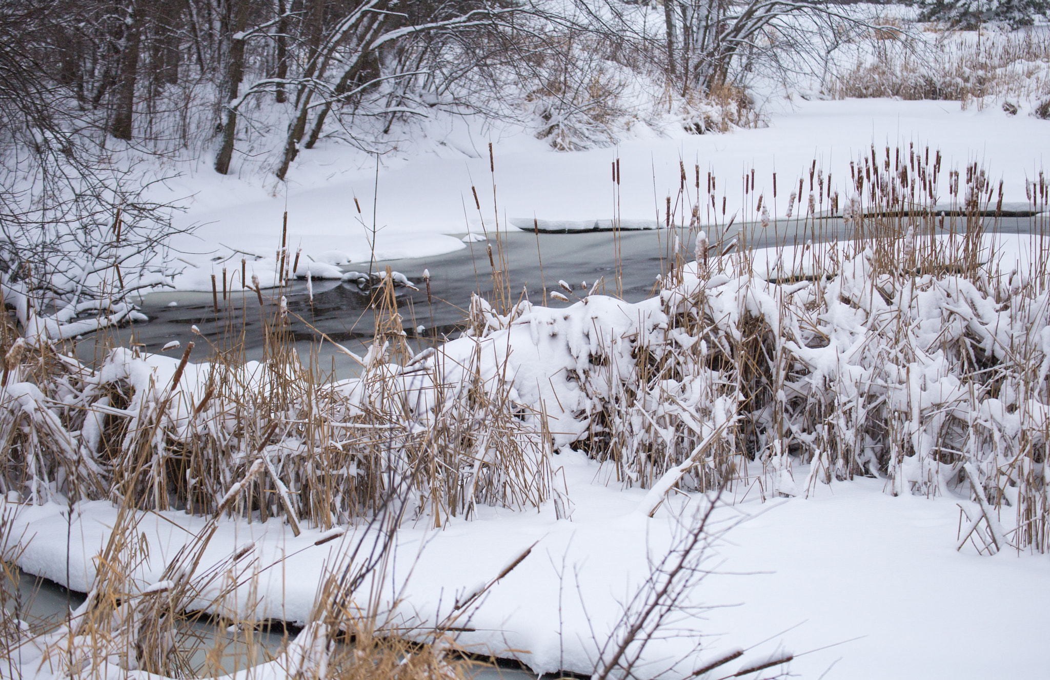 Tamron SP 35mm F1.8 Di VC USD sample photo. Wintery marsh photography
