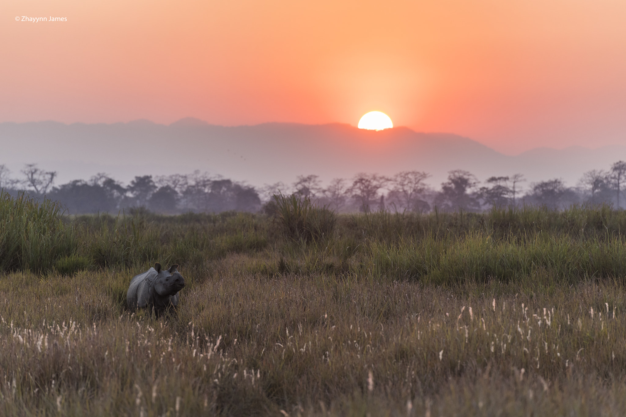 Nikon D5 sample photo. Quintessential kaziranga photography