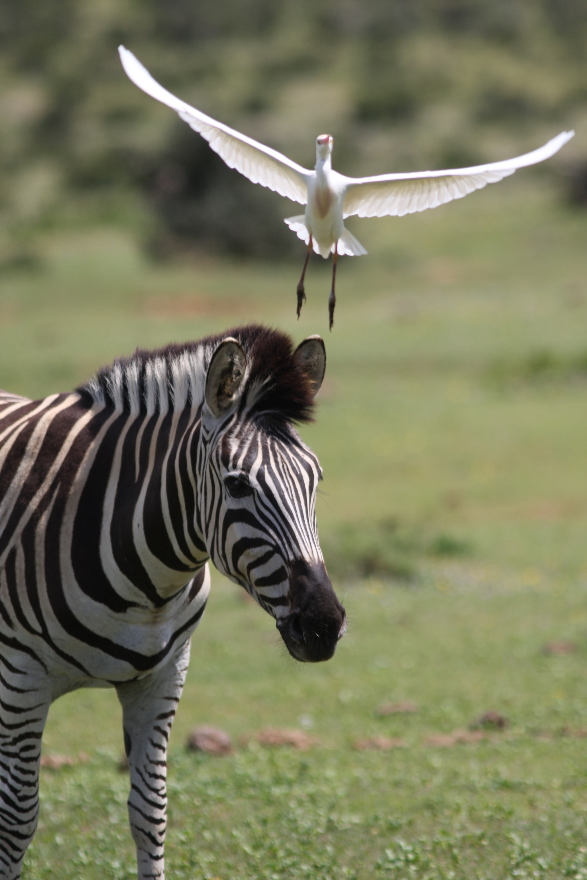 Canon EOS 40D + Canon EF 300mm F4L IS USM sample photo. Zebra flight photography