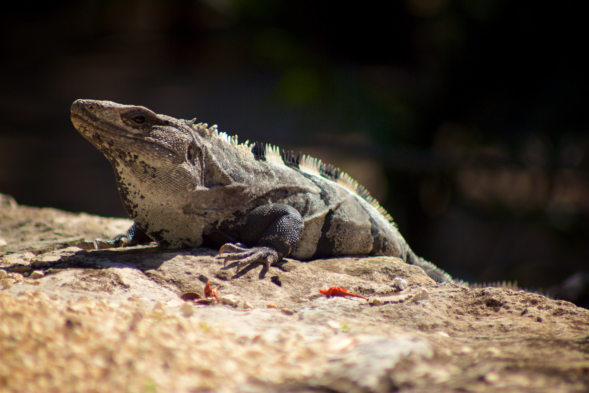 Canon EOS 550D (EOS Rebel T2i / EOS Kiss X4) + Canon EF 70-210mm f/4 sample photo. Iguana at el meco photography