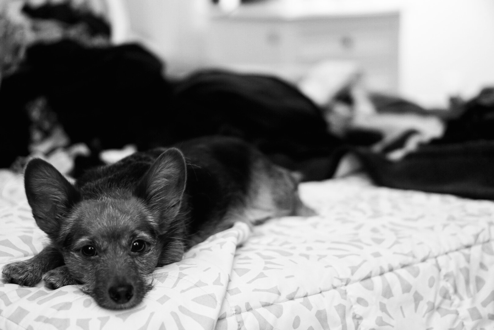 Sony E 50mm F1.8 OSS sample photo. The apathetic dog on a bed full of laundry photography