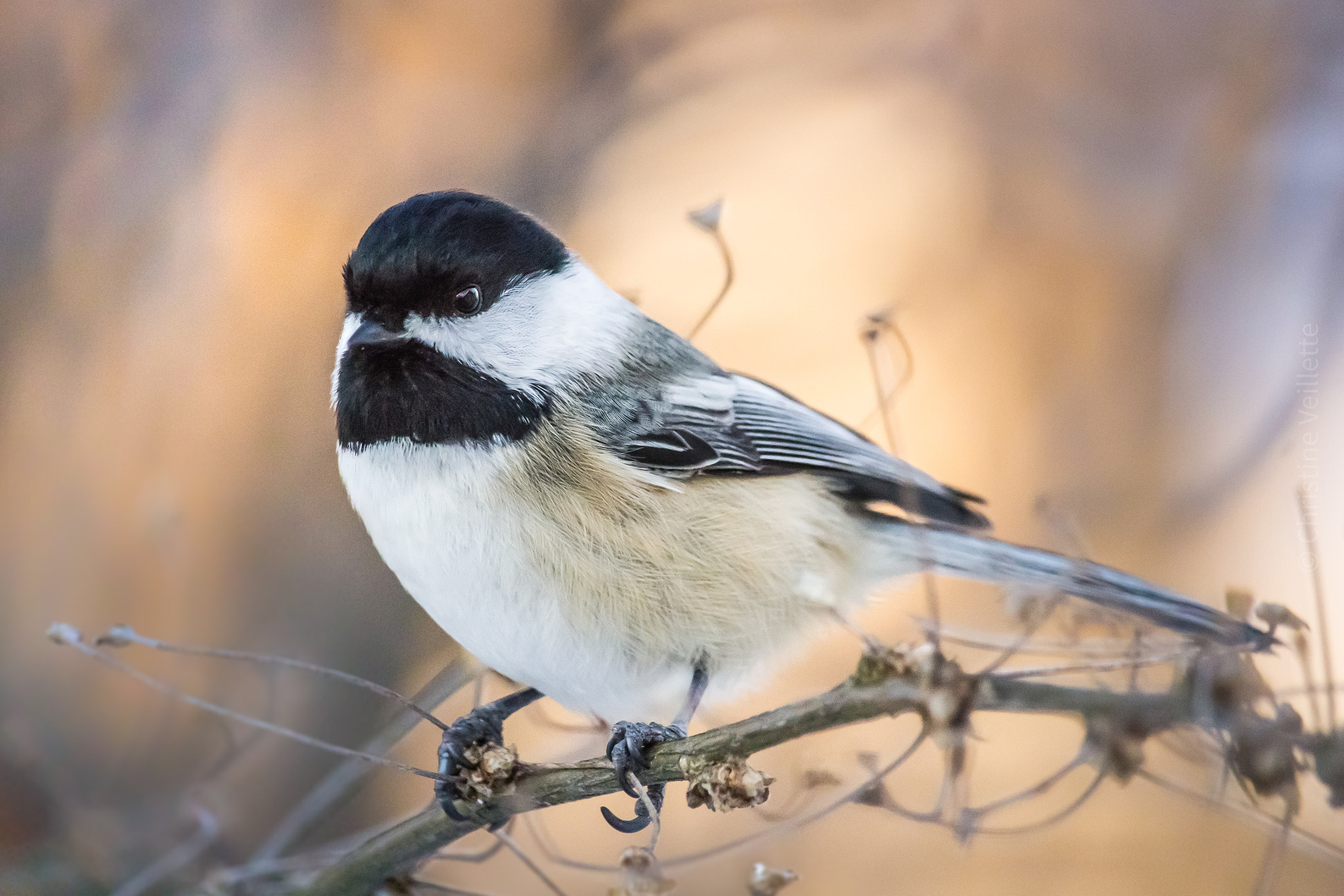 Canon EF-S 55-250mm F4-5.6 IS STM sample photo. Chickadee at sundown ii photography