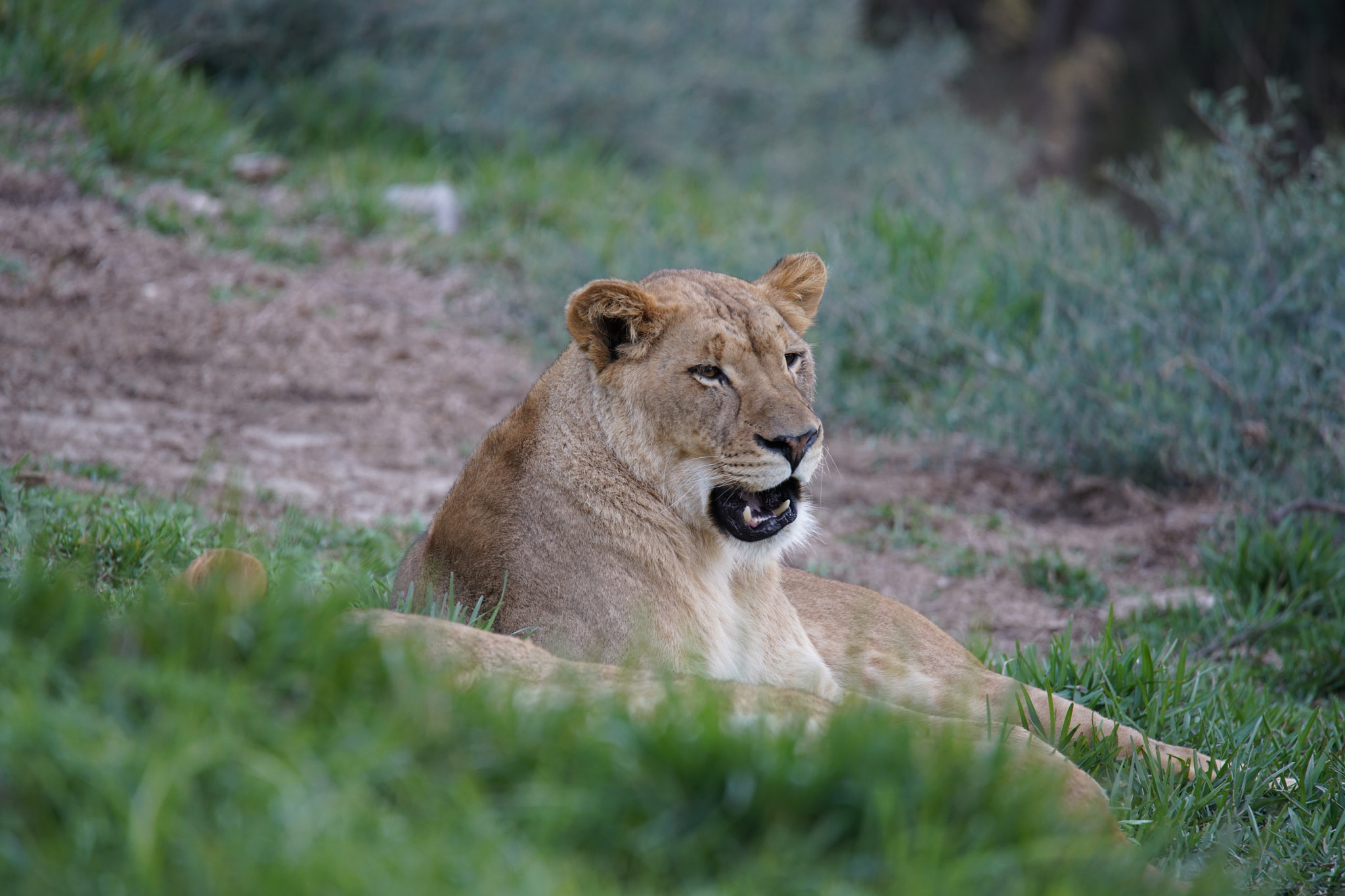 Sony a7R II + Tamron SP 150-600mm F5-6.3 Di VC USD sample photo. The lion queen photography