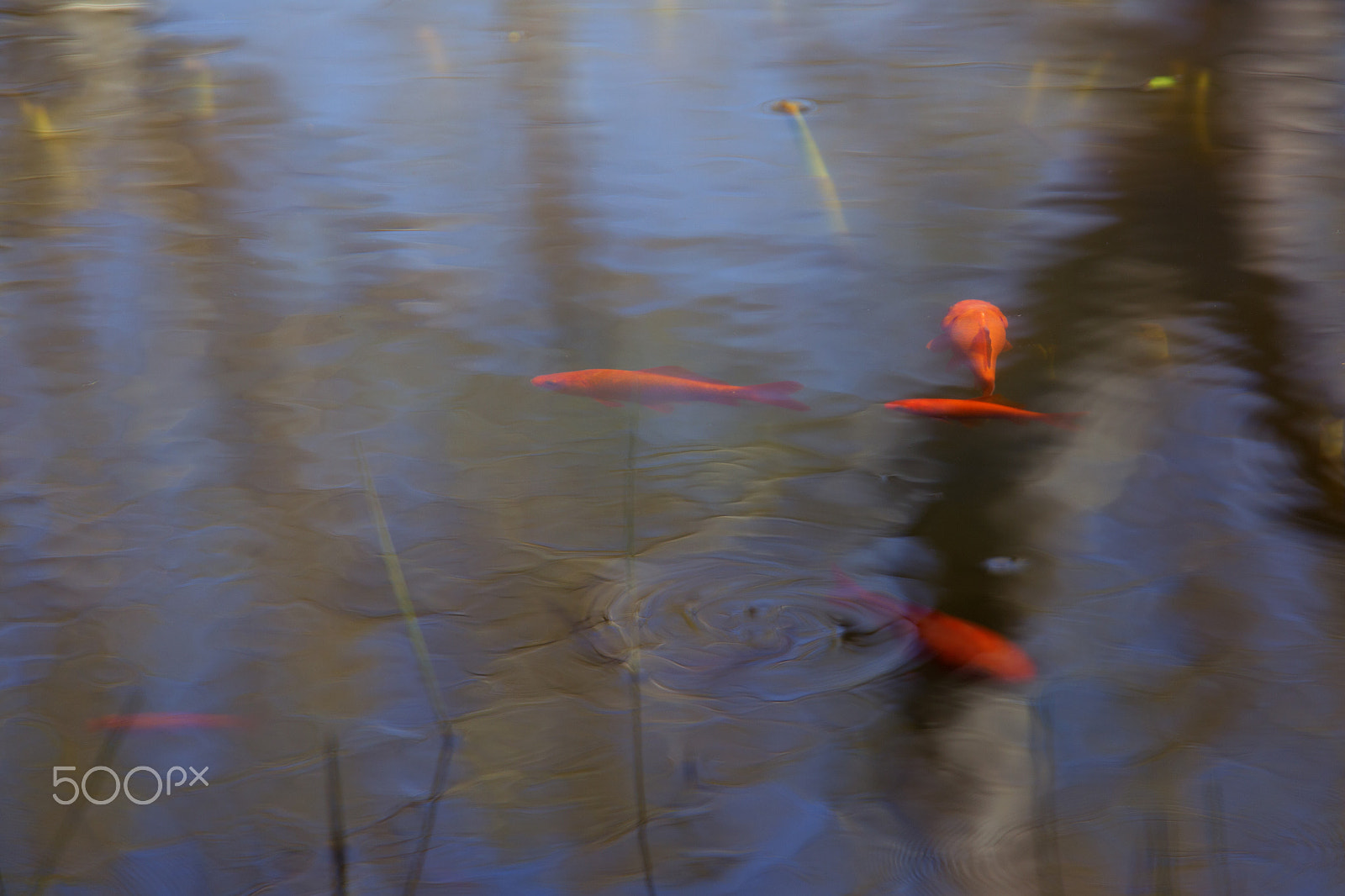 Canon EF 70-200mm F4L IS USM sample photo. Koi azpond photography