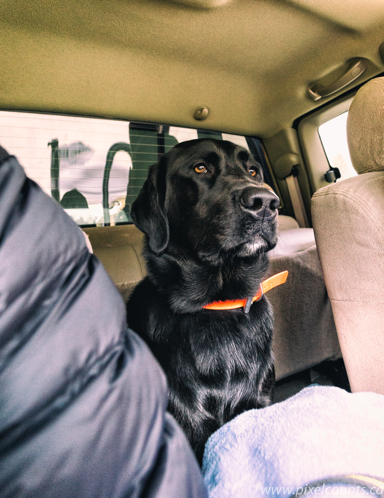 Sony a7 II + Voigtlander SUPER WIDE-HELIAR 15mm F4.5 III sample photo. Our back seat driver! photography