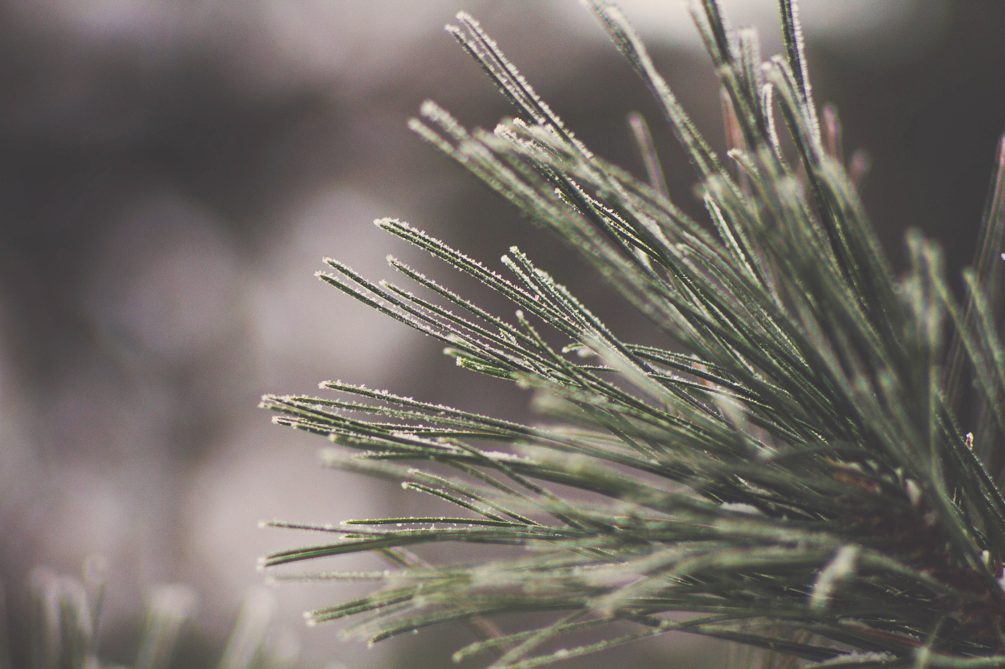 Canon EF 35-80mm f/4-5.6 sample photo. Cold morning photography