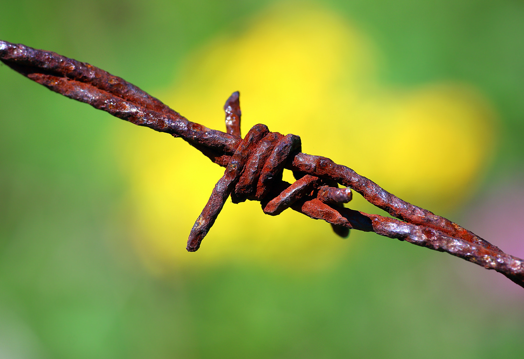 Canon EOS 70D + Sigma APO Macro 180mm F2.8 EX DG OS HSM sample photo. Rusty barbed wire photography