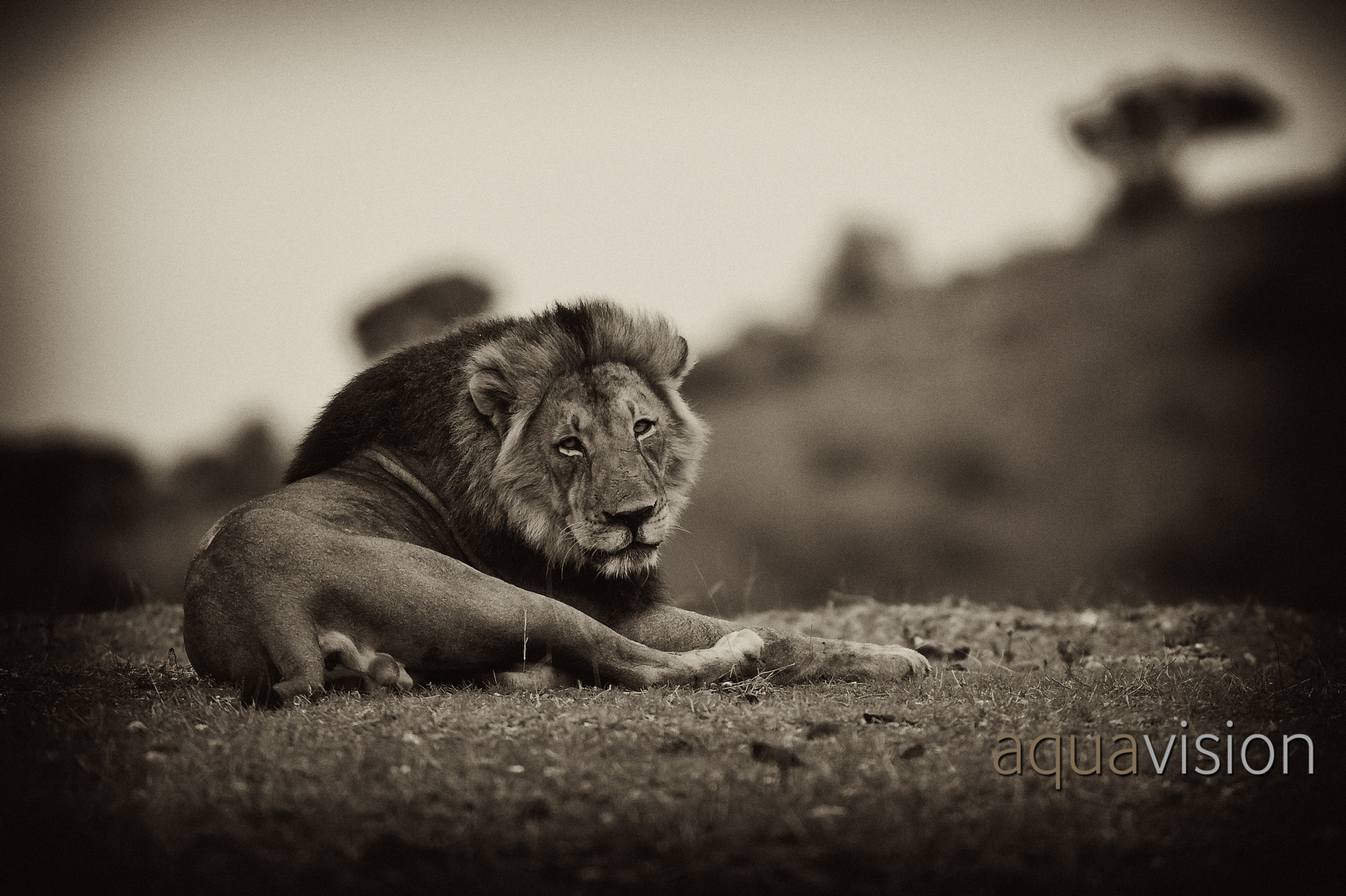 Nikon D700 sample photo. Monochrome male lion photography