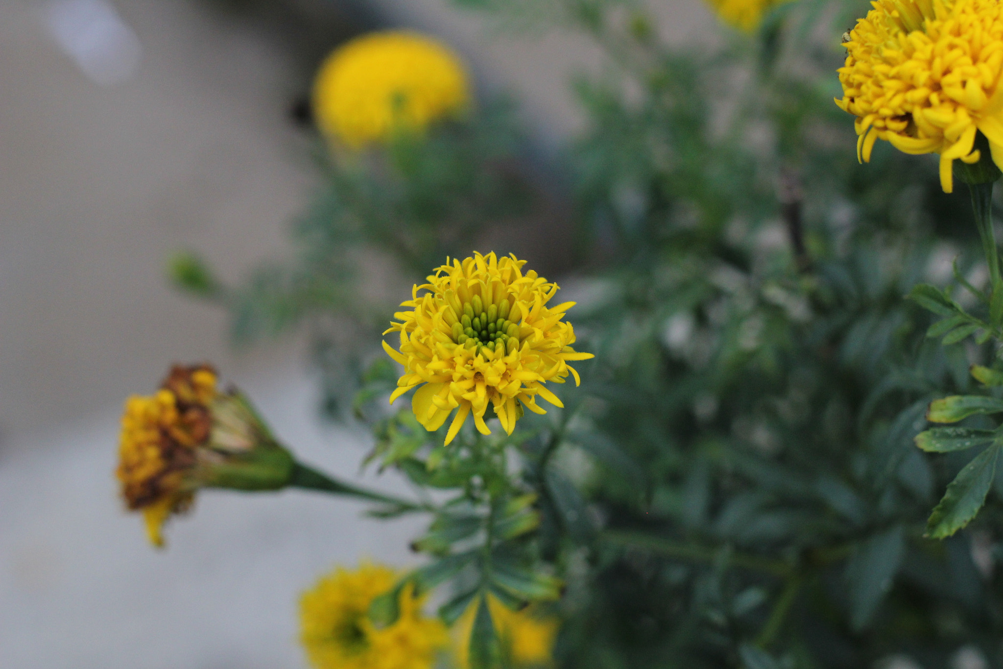 Canon 50mm sample photo. Yellow photography