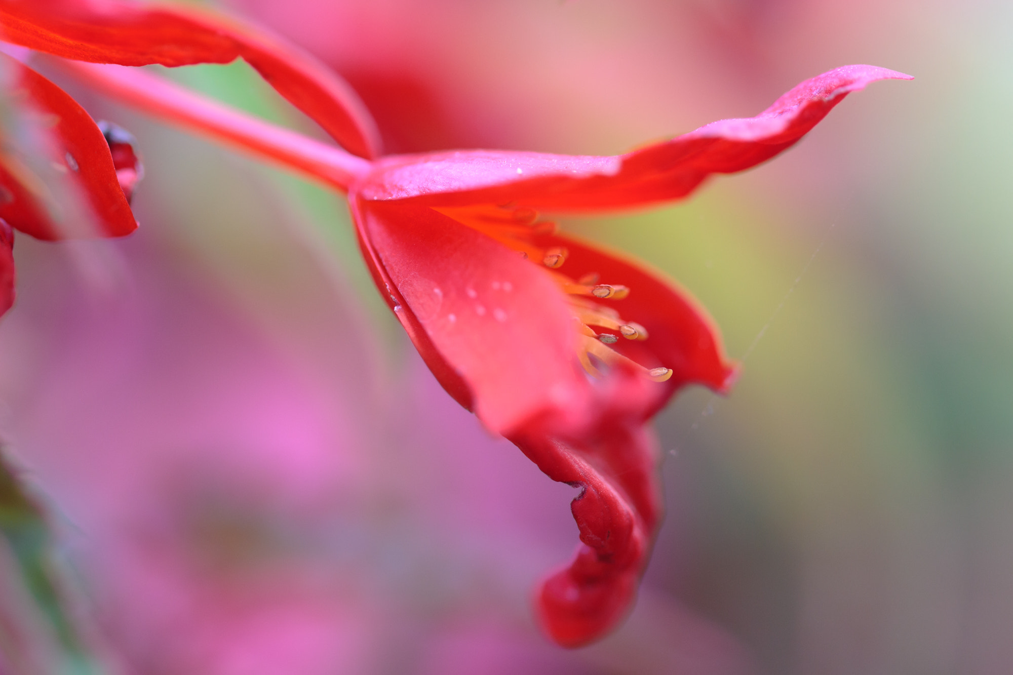 Sigma 105mm F2.8 EX DG OS HSM sample photo. Nature  photography