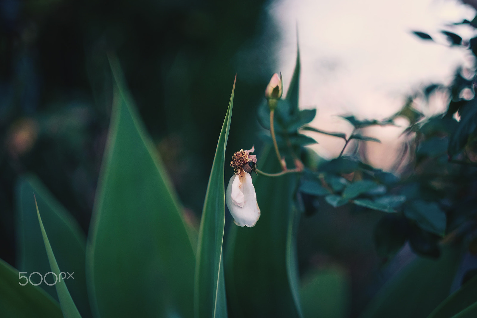 Fujifilm X-Pro1 + Fujifilm XF 56mm F1.2 R sample photo. Tears. photography