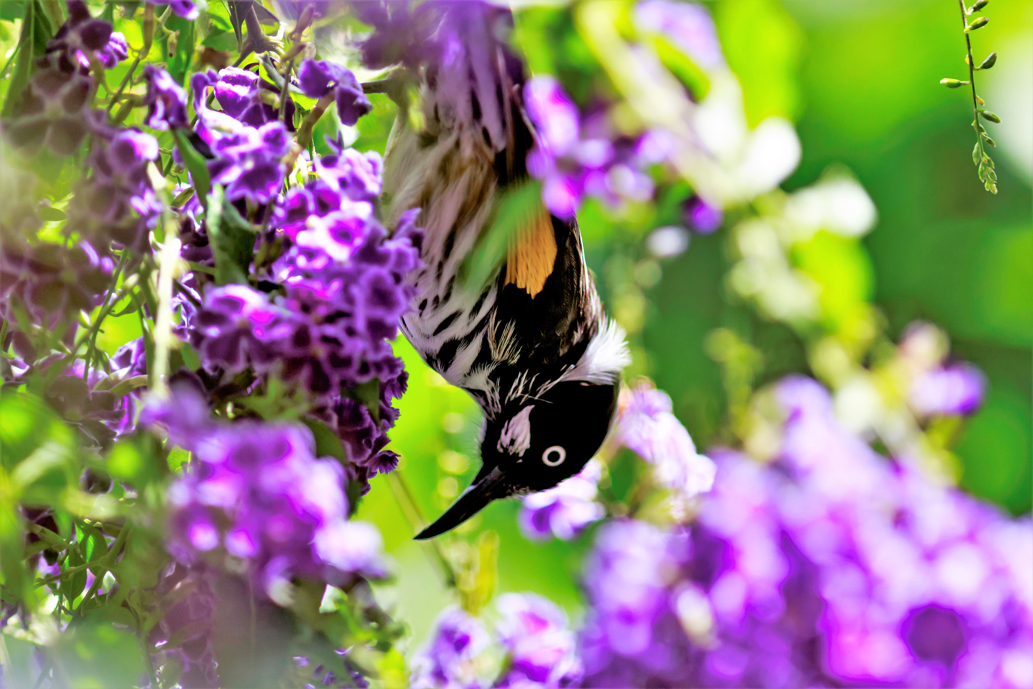 Canon EOS 7D Mark II + Canon EF 300mm F4L IS USM sample photo. Honeyeater on purple flower photography