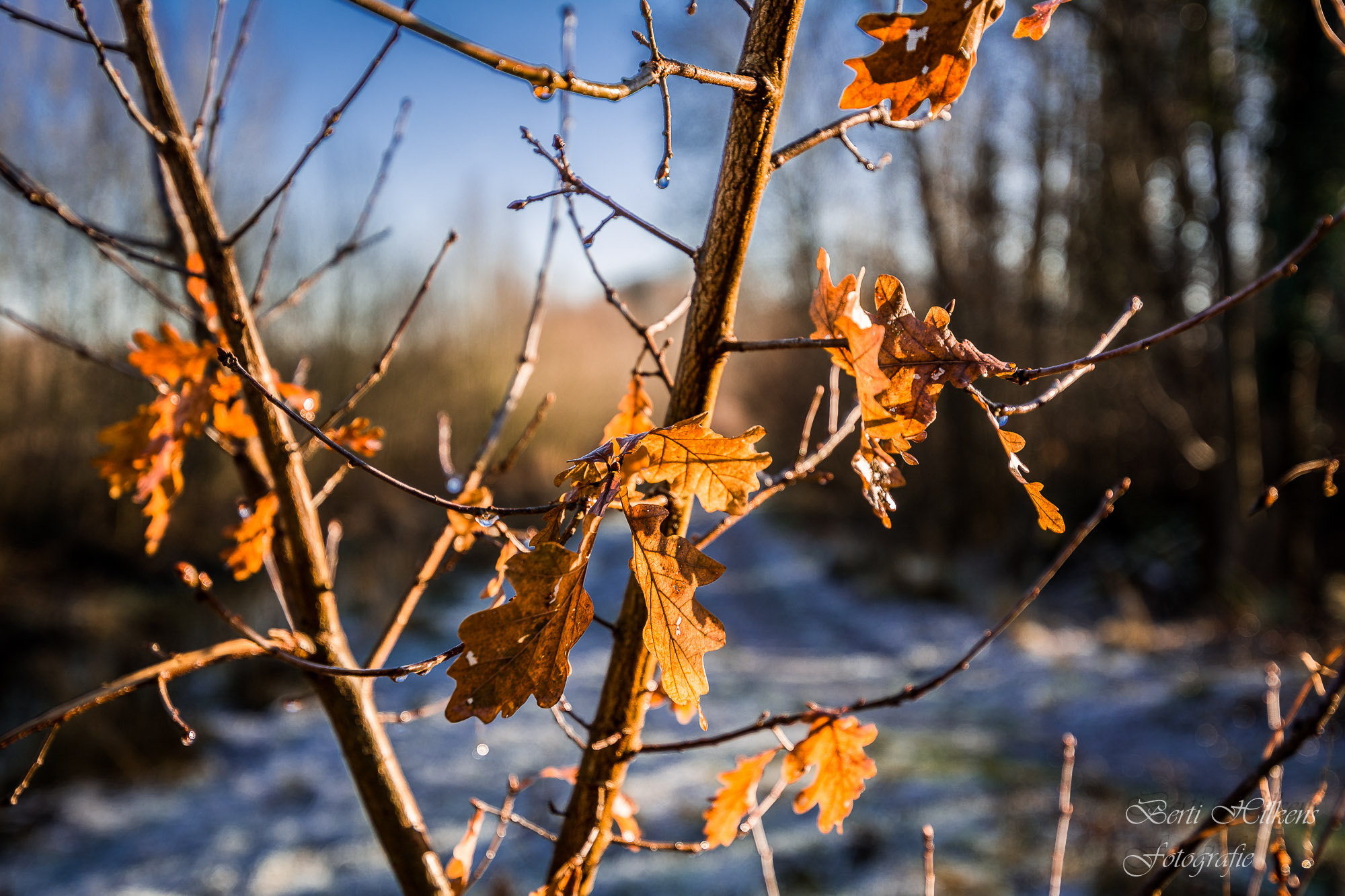 Nikon D7100 + Tamron SP 15-30mm F2.8 Di VC USD sample photo. Leafs on a cold day photography