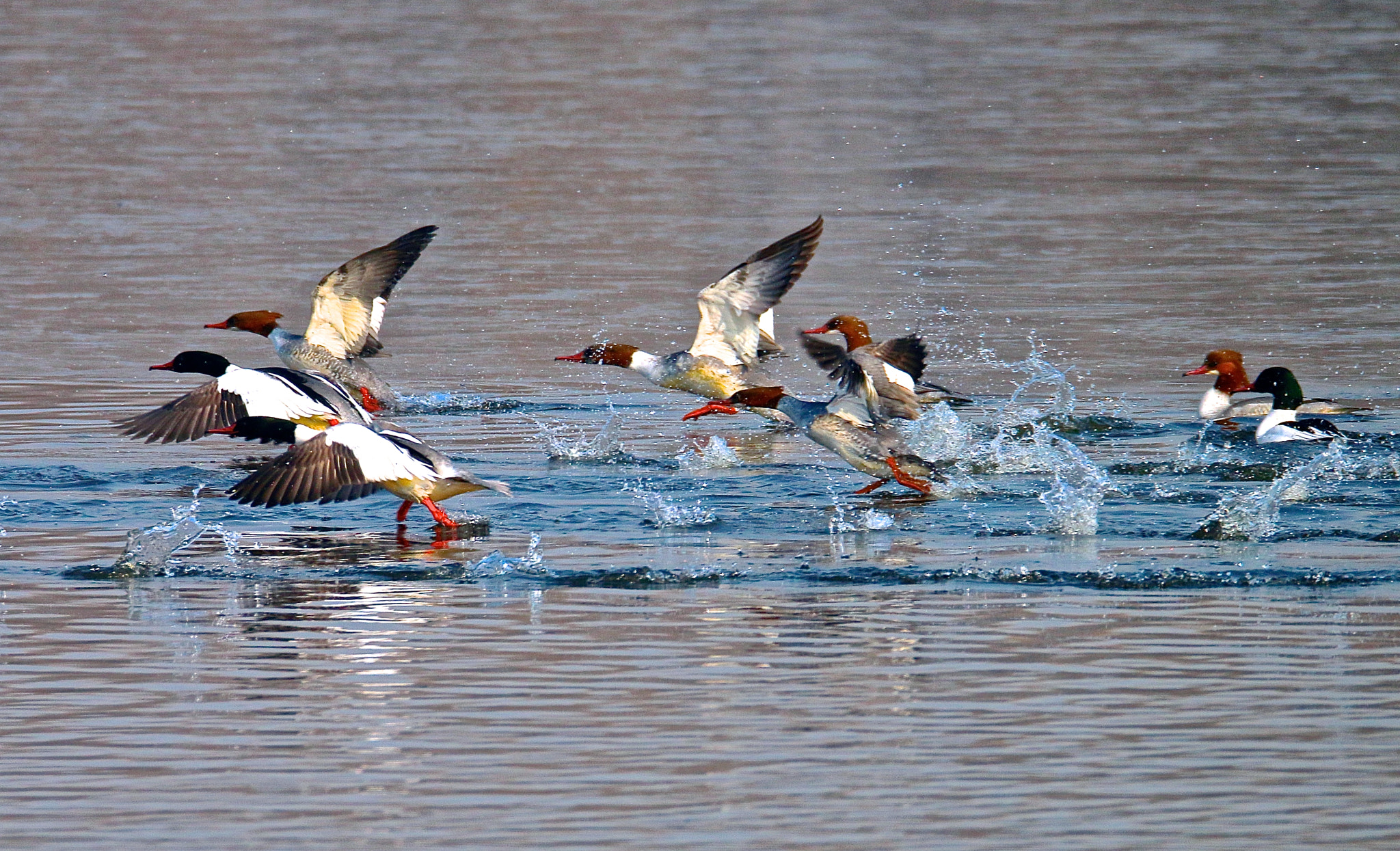 Canon EOS 70D + Sigma 150mm f/2.8 EX DG OS HSM APO Macro sample photo. I flushed a flock of mergansers photography