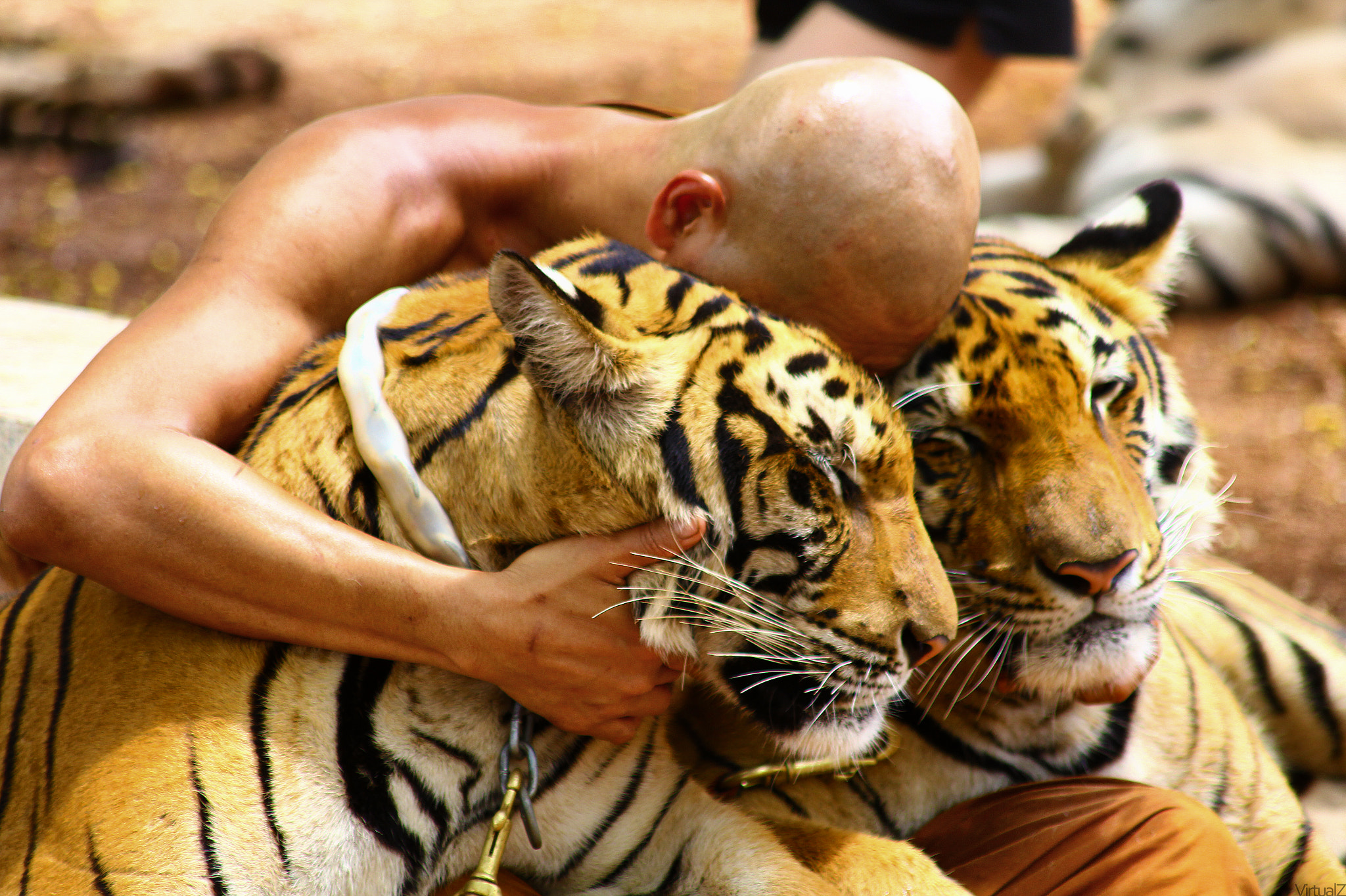 Canon EOS 550D (EOS Rebel T2i / EOS Kiss X4) sample photo. Two tigers and 1 monk photography