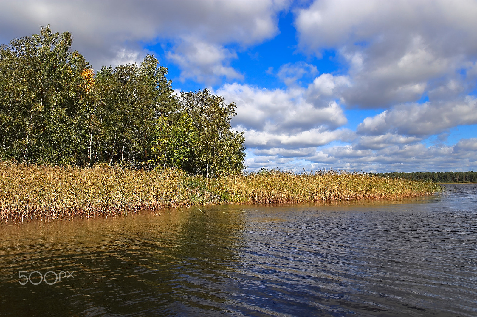 Canon EF 28-80mm f/2.8-4L sample photo. The slice of wild nature photography