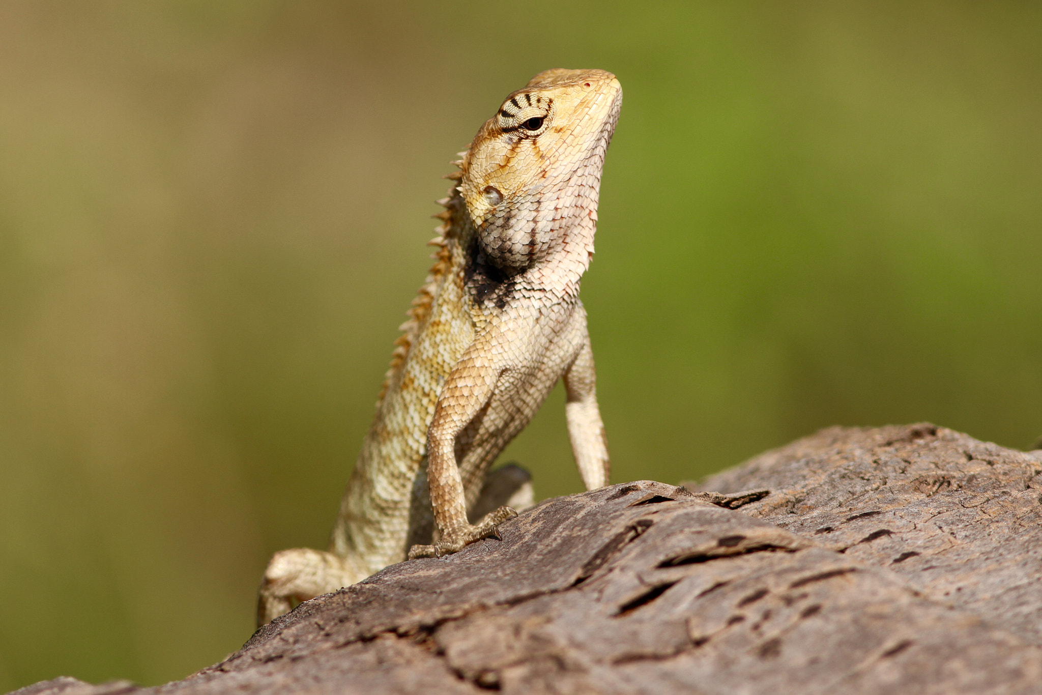 Canon EOS 7D + Canon EF 300mm F4L IS USM sample photo. Emma gray's forest lizard or"forest crested lizard" photo was taken in khao lak thailand. photography