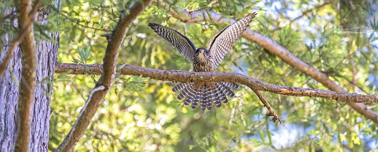 Canon EF 300mm F2.8L IS USM sample photo. Kārearea 93 photography