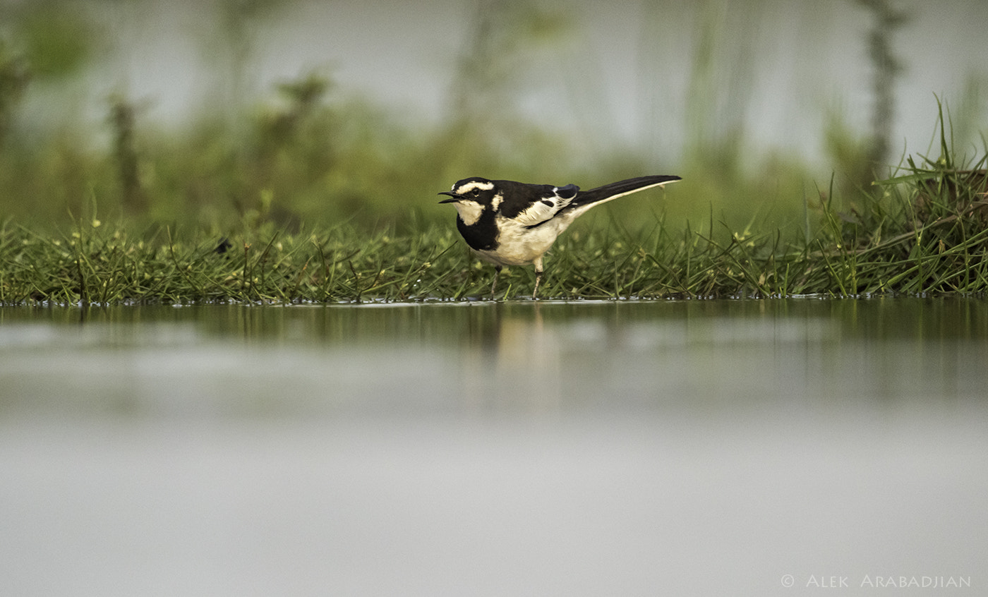 Nikon AF-S Nikkor 800mm F5.6E FL ED VR sample photo. My pied tail photography