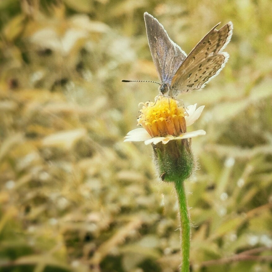 Samsung Galaxy Note sample photo