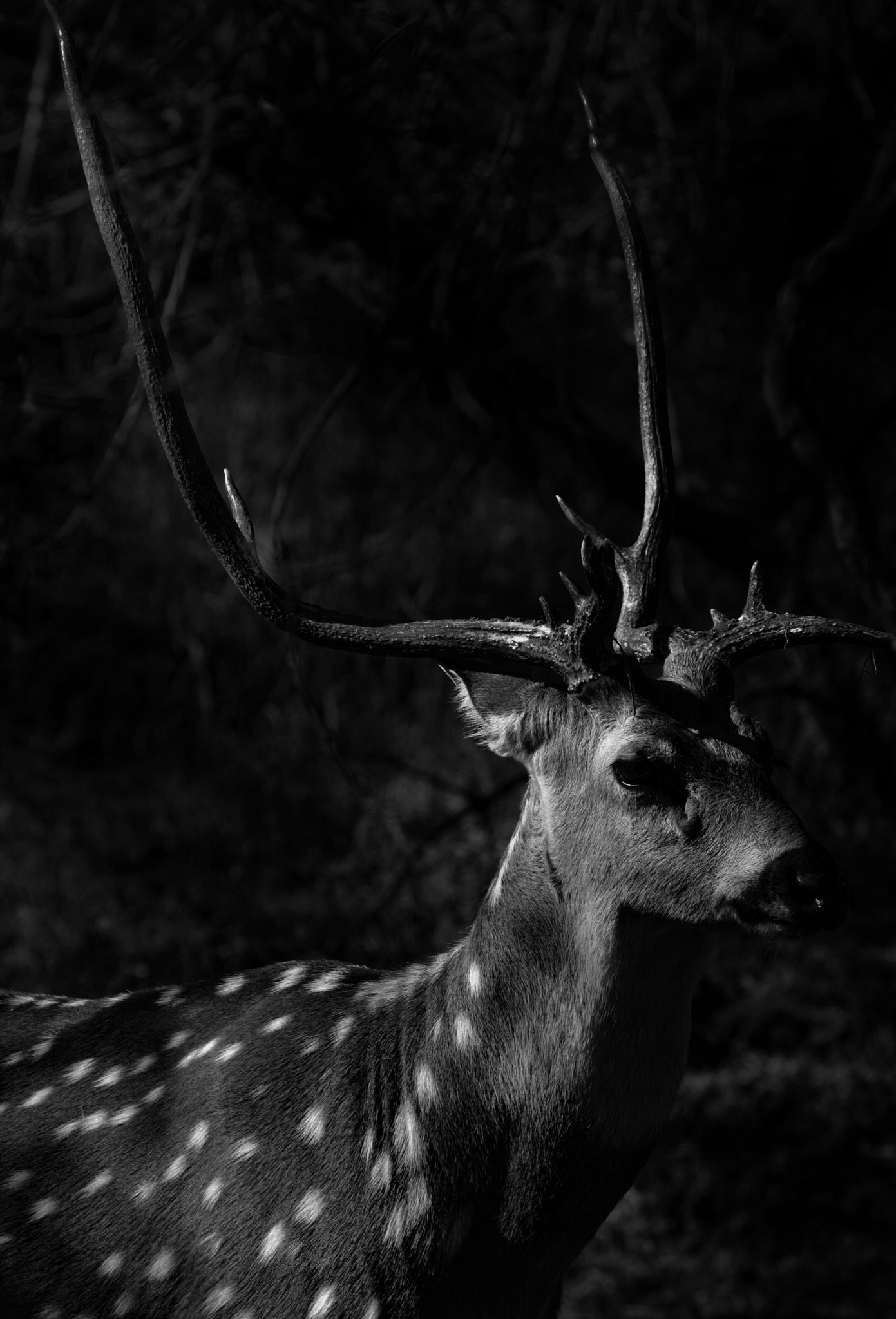 Canon EF 100-400mm F4.5-5.6L IS USM sample photo. Spotted deer photography