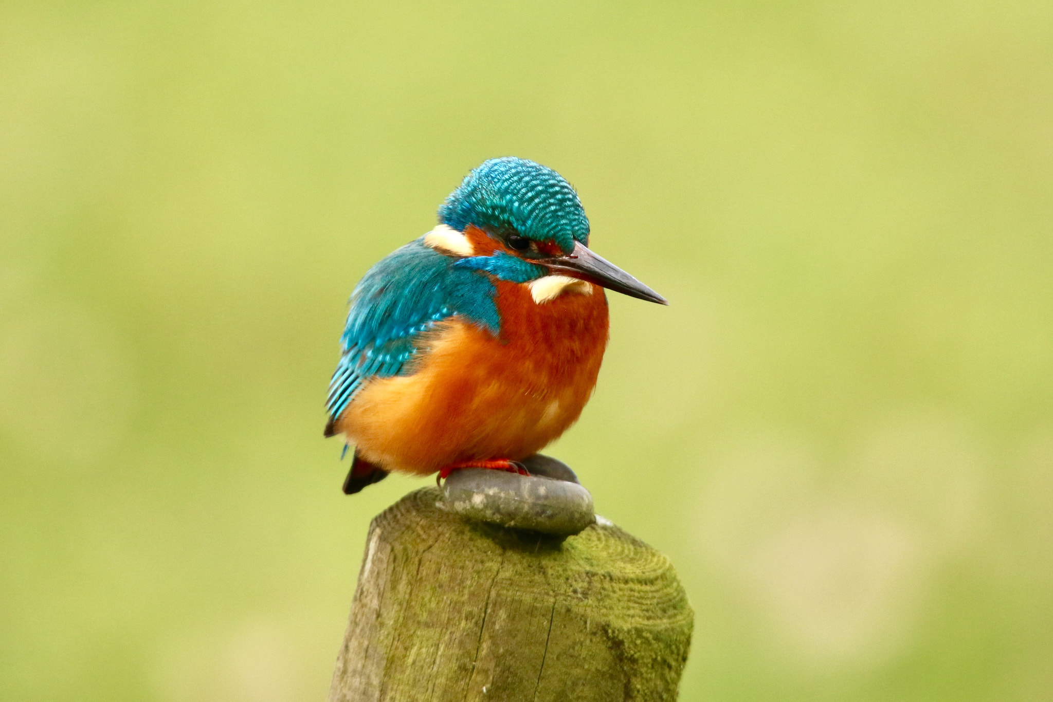 Sigma 150mm f/2.8 EX DG OS HSM APO Macro sample photo. Kingfisher picture was taken nearby the diefdijk. photography