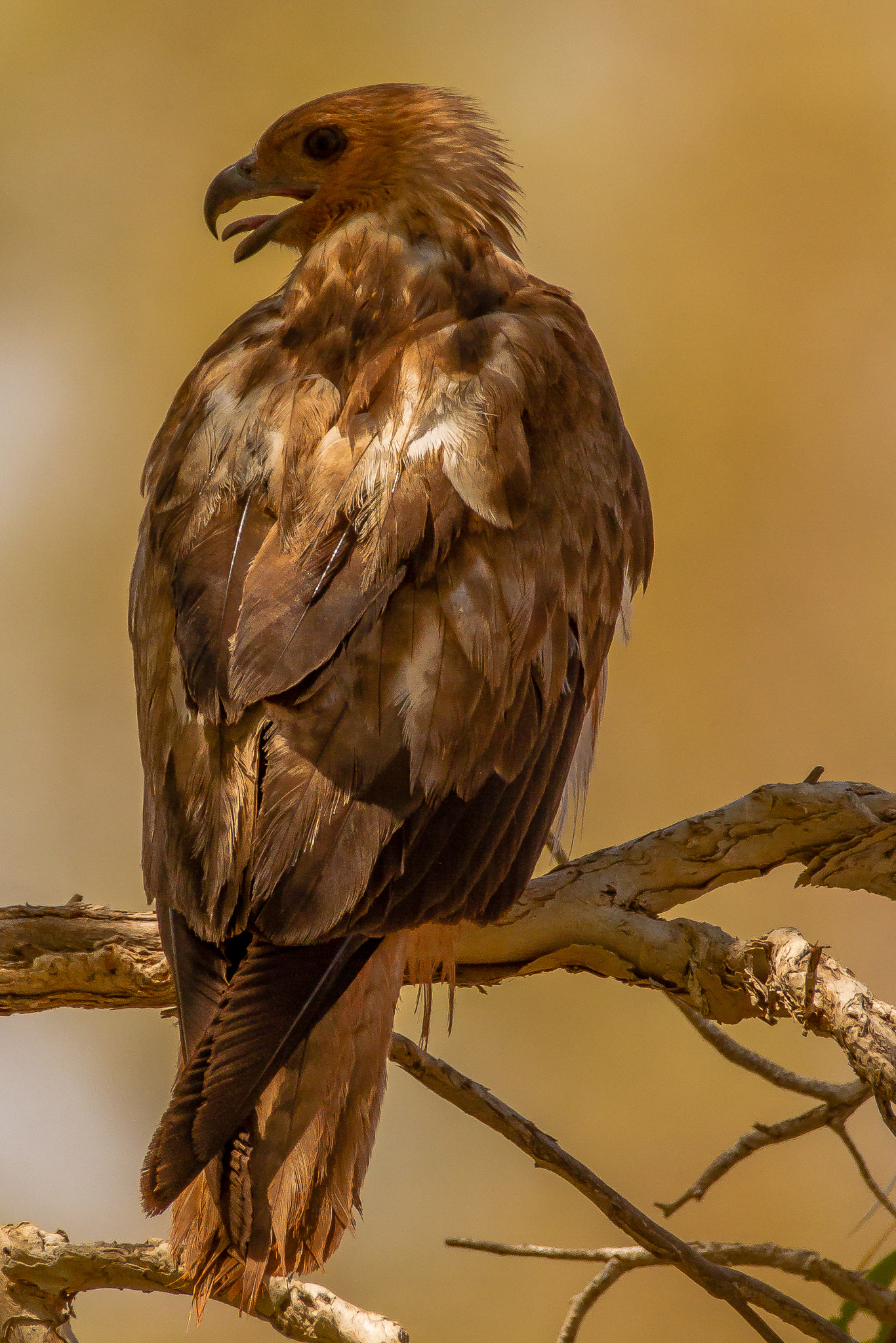 150-600mm F5-6.3 DG OS HSM | Contemporary 015 sample photo. Australia - nanaturrawhistling kite photography